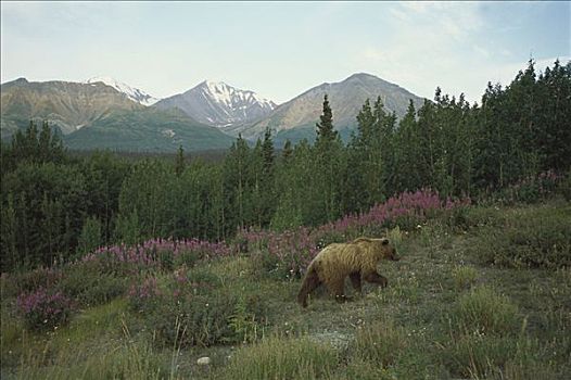 大灰熊,棕熊,成年,走,苔原,山,克卢恩国家公园,加拿大