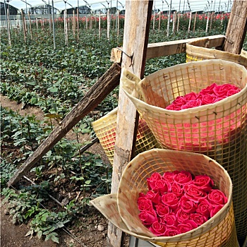 玫瑰,丰收,种植园,厄瓜多尔,南美