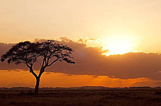 肯尼亚,安伯塞利国家公园,孤单,树,日落