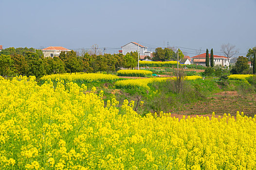 湖北大冶沼山森林公园春季风光