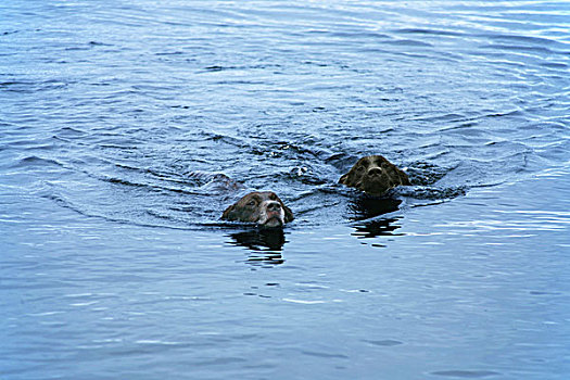 两只,狗,游泳,乌尔斯维特湖,湖,湖区,坎布里亚,英格兰