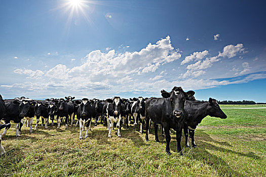 草地,母牛,草场,晴天,新西兰