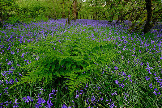 蕨类,花,普通,野风信子,蓝铃花,康沃尔,英格兰,英国