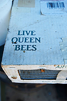 运输,盒子,生活方式,蜜蜂,工蜂,爬行,户外