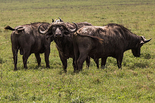 非洲水牛,草地,照片,恩戈罗恩戈罗火山口,坦桑尼亚