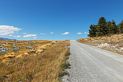 空,乡村道路,白天,新西兰