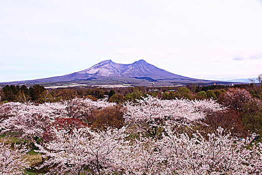 樱花,山