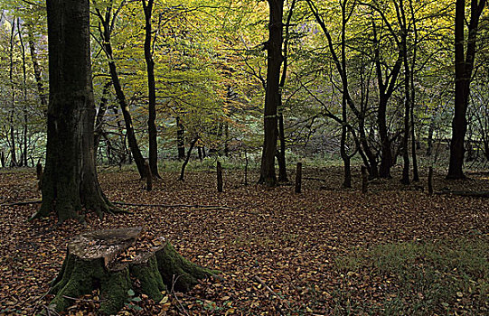 德国,下萨克森,秋天,树林,树,阔叶树,山毛榉,无人,安静,孤单,自然,季节