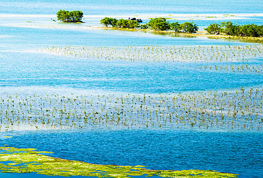 海南陵水猴岛景区海水滩涂树木种植生物多样性