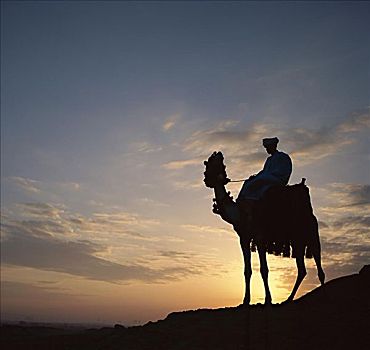 男人,骆驼,日出,吉萨金字塔,埃及