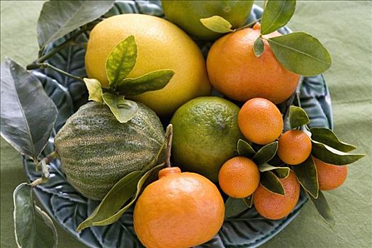 种类,柑橘,叶子