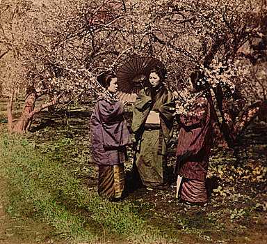 李子,花,日本,1896年,艺术家,未知
