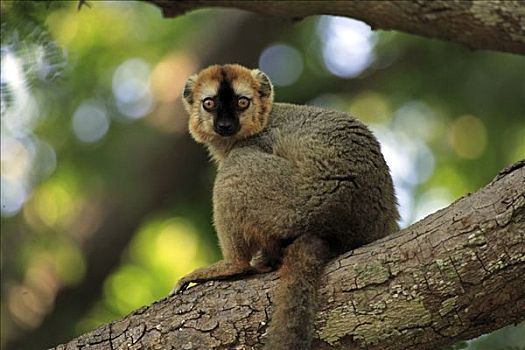 褐色,狐猴,成年,雄性,坐,禁猎区,马达加斯加,非洲