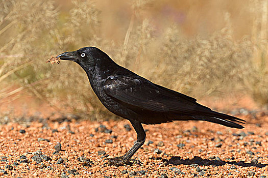 乌鸦,块,袋鼠,鸟嘴,北领地州,澳大利亚