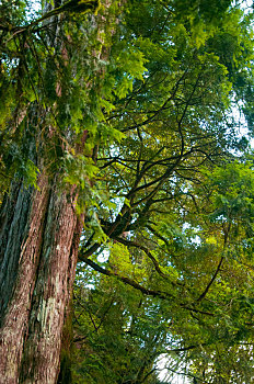 台湾拉拉山国家森林保护区,巨大的千年神木