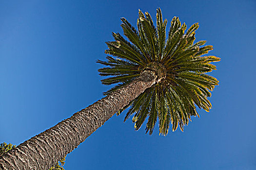 棕榈树,布伦海姆,马尔伯勒,南岛,新西兰