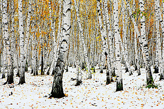 冰冻,树,冬日树林
