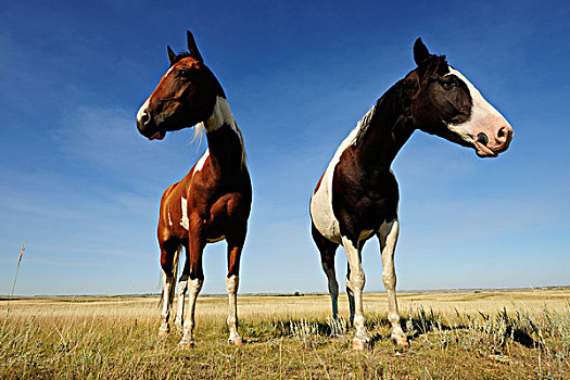 两个,马,草原,萨斯喀彻温,加拿大