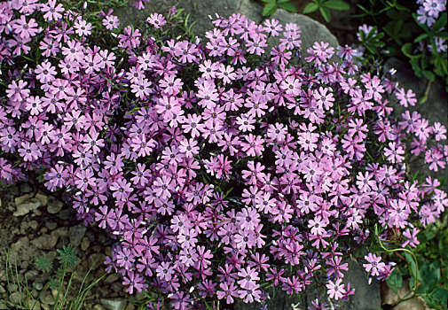 福禄考属植物,紫色,漂亮