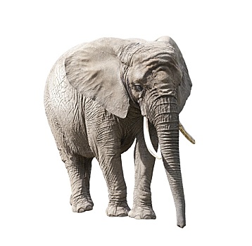 非洲象,隔绝,白色背景,裁剪,小路