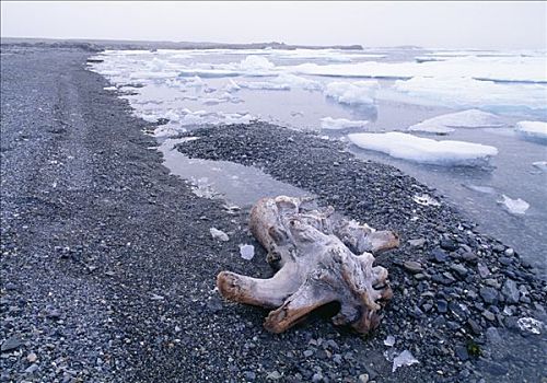 原木,木头,海岸