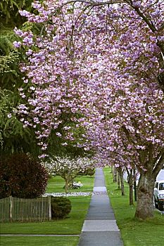 樱桃树,温哥华,不列颠哥伦比亚省,加拿大