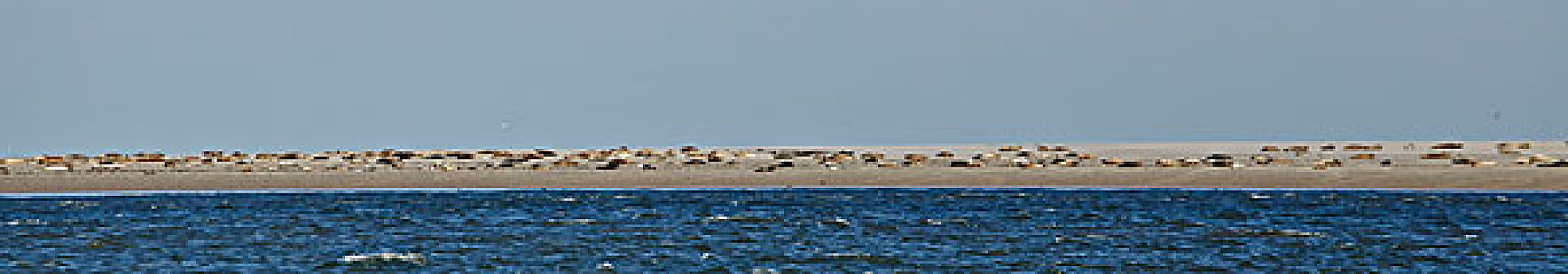 海豹,生物群,沙洲,靠近,岛屿,德国