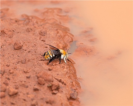 冈比亚,蜜蜂