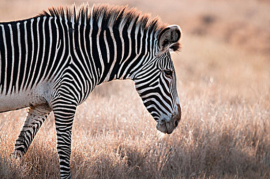 斑马,细纹斑马,莱瓦野生动物保护区,肯尼亚