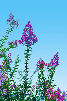 蓝天中的紫薇花