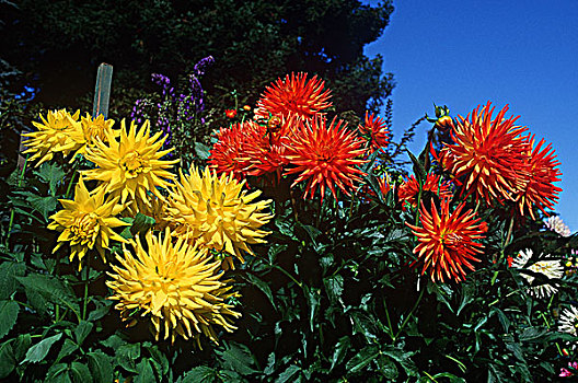 宝翠花园,花,维多利亚,温哥华岛,不列颠哥伦比亚省,加拿大