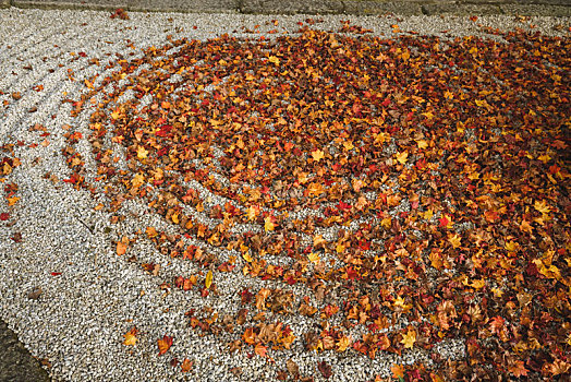 日本京都圆光寺庭院里的圆形波纹枯山水和落在地上的枫叶