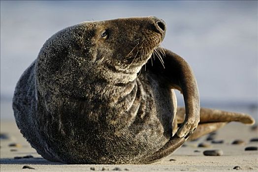 灰海豹,雄性,清洁,赫尔戈兰岛,石荷州,德国,欧洲