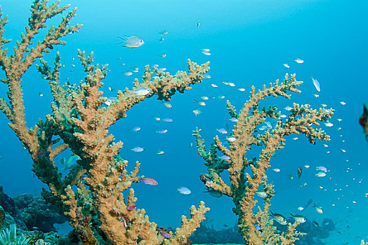 海洋生物