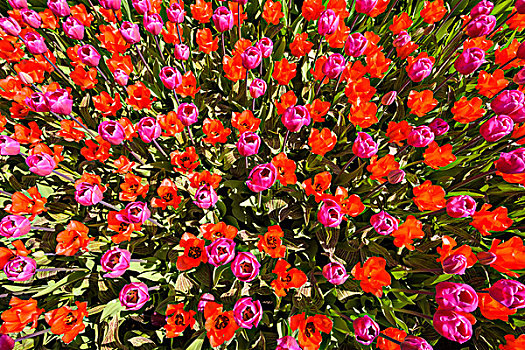 彩色,红色,粉色,郁金香,春天,库肯霍夫花园,荷兰南部,荷兰