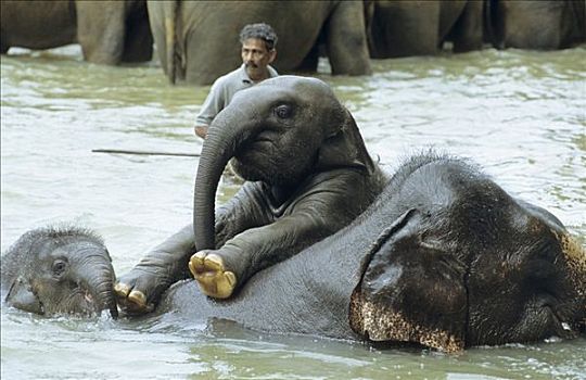 年轻,大象,玩,水