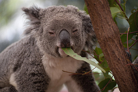 澳大利亚,树袋熊,吃,叶子,树上