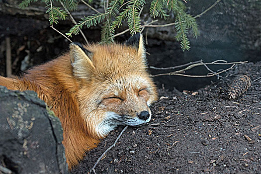 红狐,狐属,睡觉