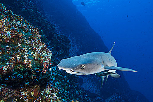 灰三齿鲨,墨西哥,北美