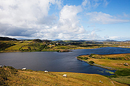绵羊,放牧,海边风景,头部,多纳格,爱尔兰