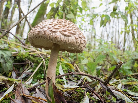 蓬松,伞状蘑菇