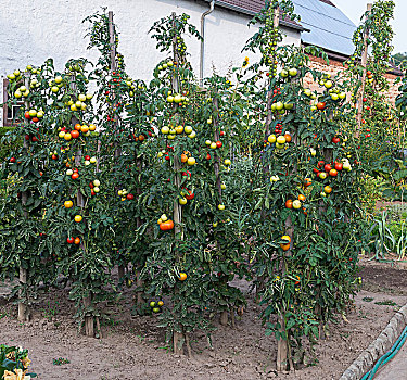 番茄植物,绿色,红色,西红柿,农场,花园,德国,欧洲