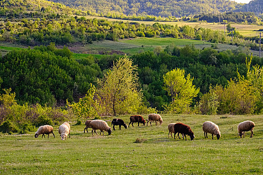 羊群,靠近,区域,阿尔巴尼亚,欧洲