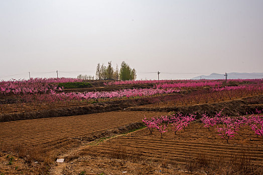 山东蒙阴桃花