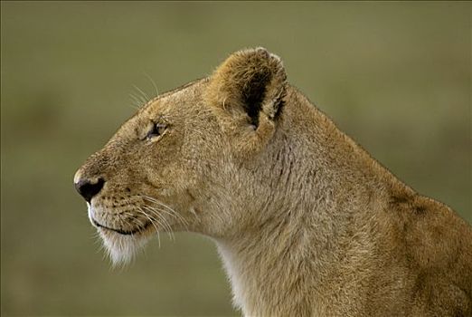 雌狮,肖像,狮子,马赛马拉,肯尼亚,非洲
