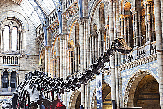 英格兰,伦敦,肯辛顿,博物馆,自然历史博物馆,恐龙,骨骼