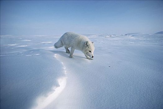 北极狐,嗅,雪,艾利斯摩尔岛,加拿大