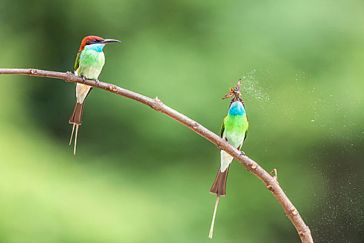 两只蓝喉蜂虎鸟站立在枝头捕食蜜蜂蝴蝶等昆虫