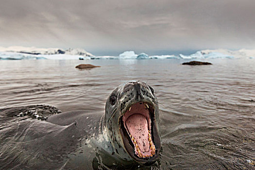 南极,岛屿,海豹,牙齿,猎捕,企鹅,海岸线,靠近,栖息地