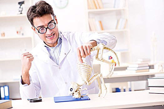 有趣,疯狂,学生,博士,学习,动物骨骼